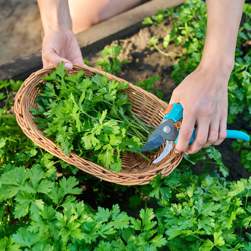 Storing and Freezing Parsley